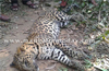 Hiriadka: Leopard dies after falling into trap laid for boar